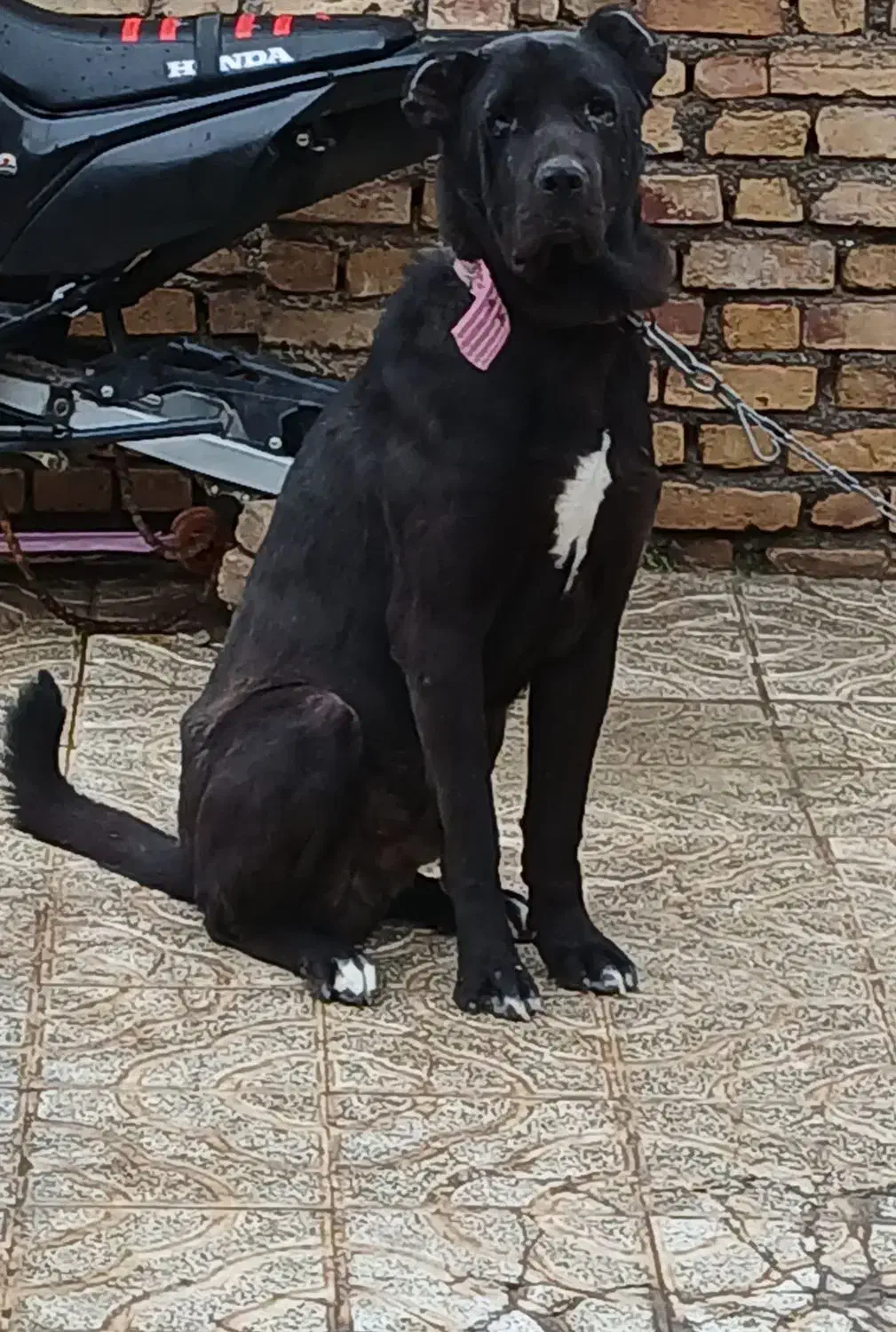 سگ سراب|سگ|چورزق, |دیوار