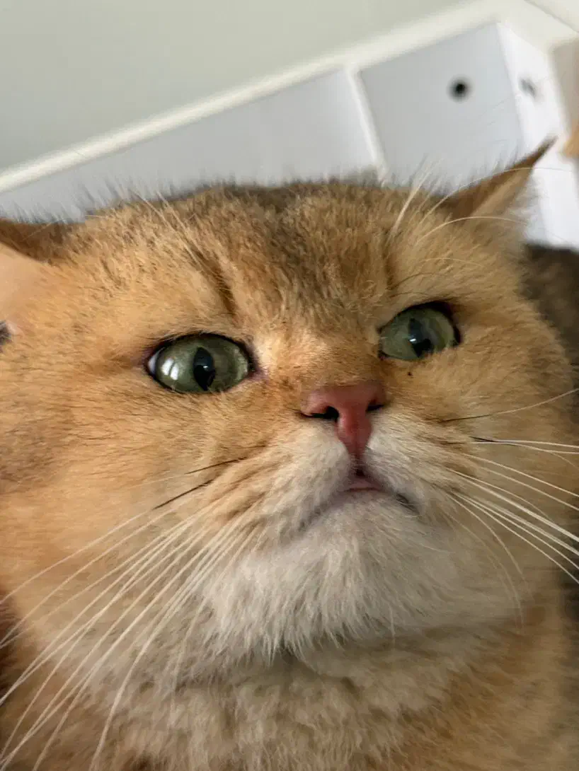 جفتگیری ny24|گربه|مشهد, هنرستان|دیوار