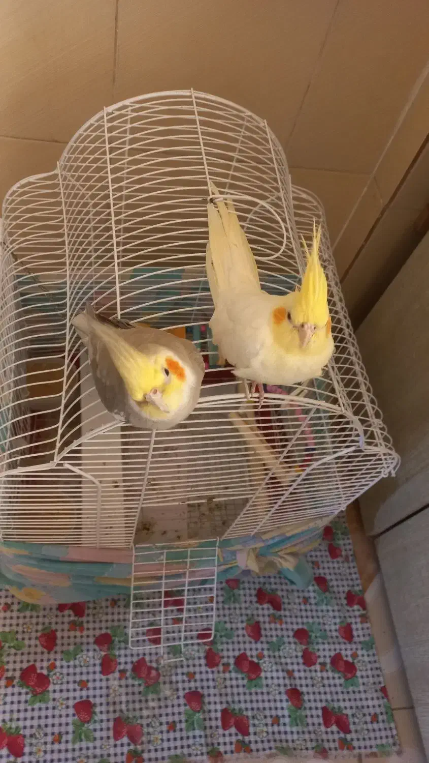 عروس هلندی نروماده|پرنده|رشت, هلال احمر|دیوار