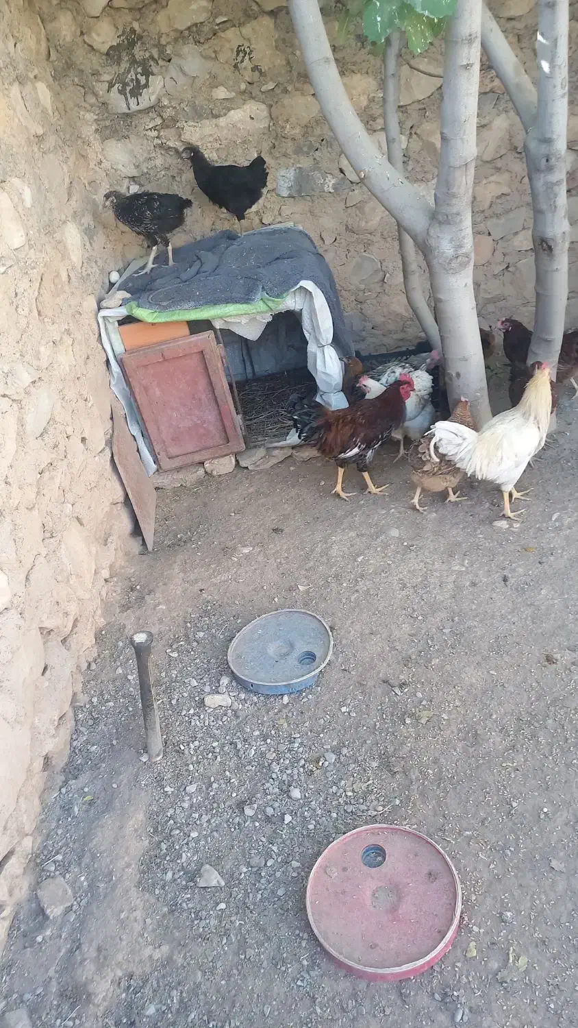 مرغ وخروس|حیوانات مزرعه|بدره, |دیوار