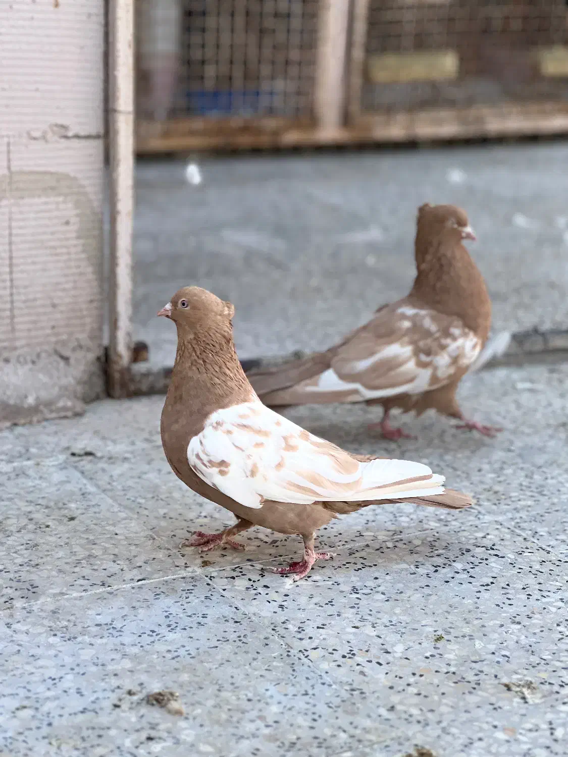 سینه زرد جفتی|پرنده|شیراز, تندگویان|دیوار