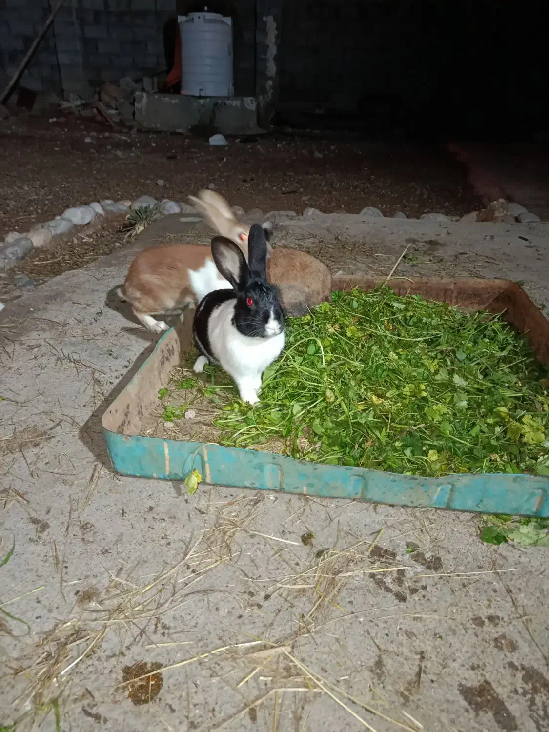 خرگوش|موش و خرگوش|شوشتر, |دیوار