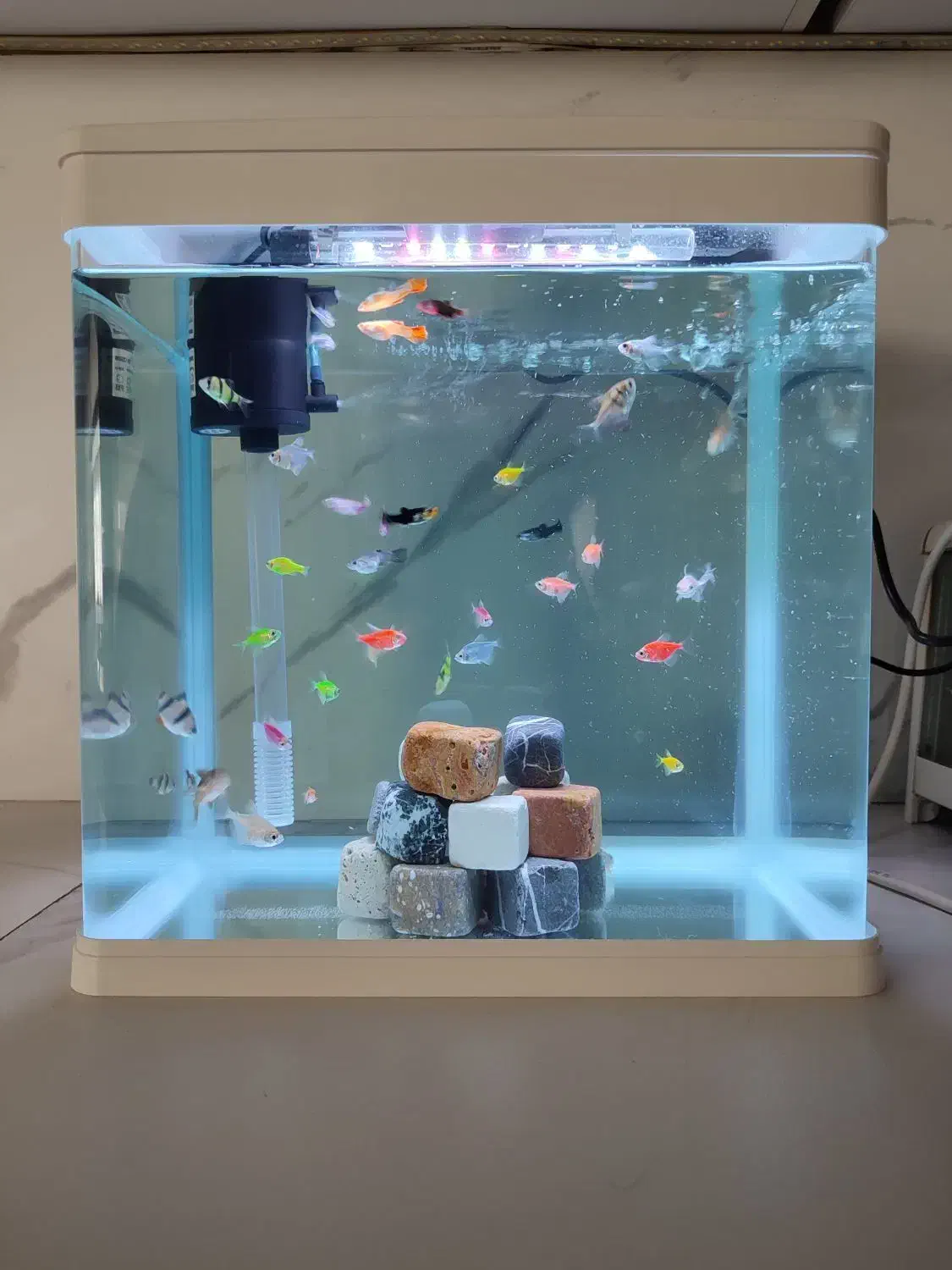آکواریوم آماده شرکتی با ماهی و لوازم|ماهی|شیراز, تپه تلویزیون|دیوار