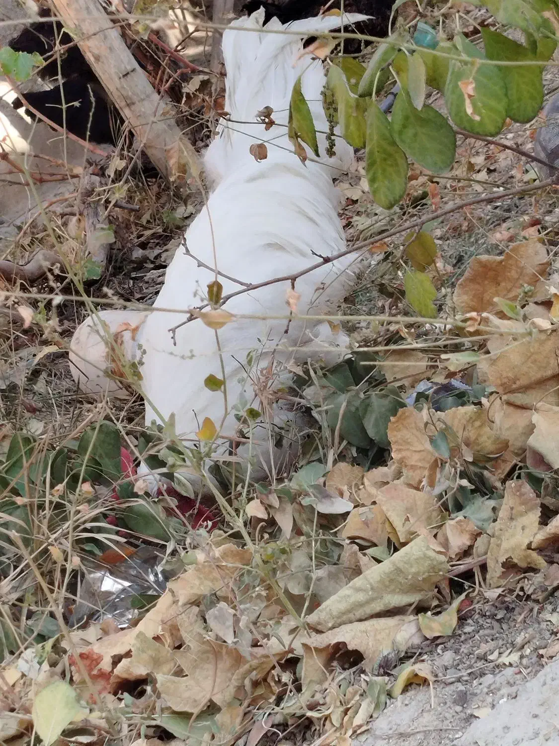 خروس|حیوانات مزرعه|گلپایگان, |دیوار