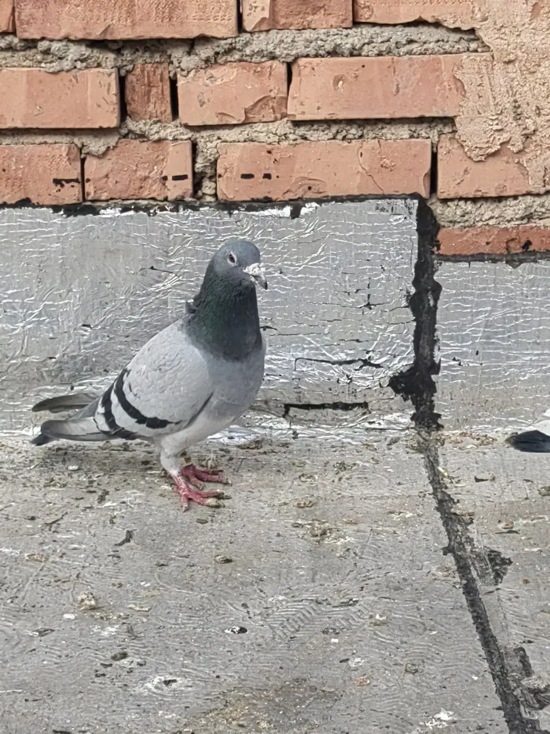 کبوتر|پرنده|سلماس, |دیوار