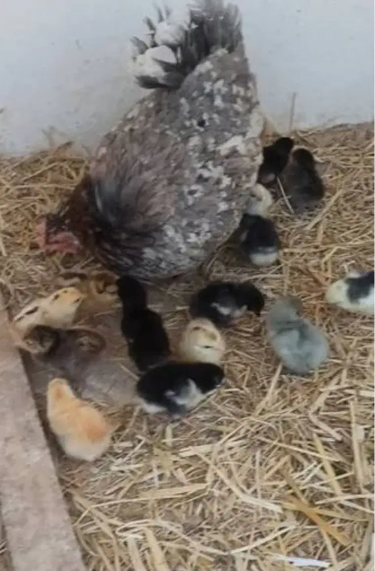 مادر|حیوانات مزرعه|رباط‌کریم, شهرک صنعتی پرند|دیوار