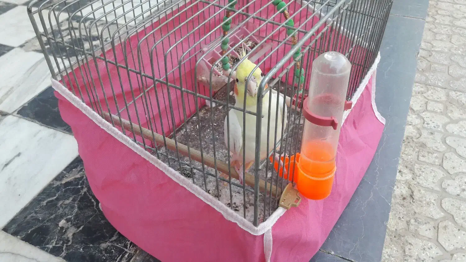 عروس هلندی|پرنده|خمینیشهر, |دیوار