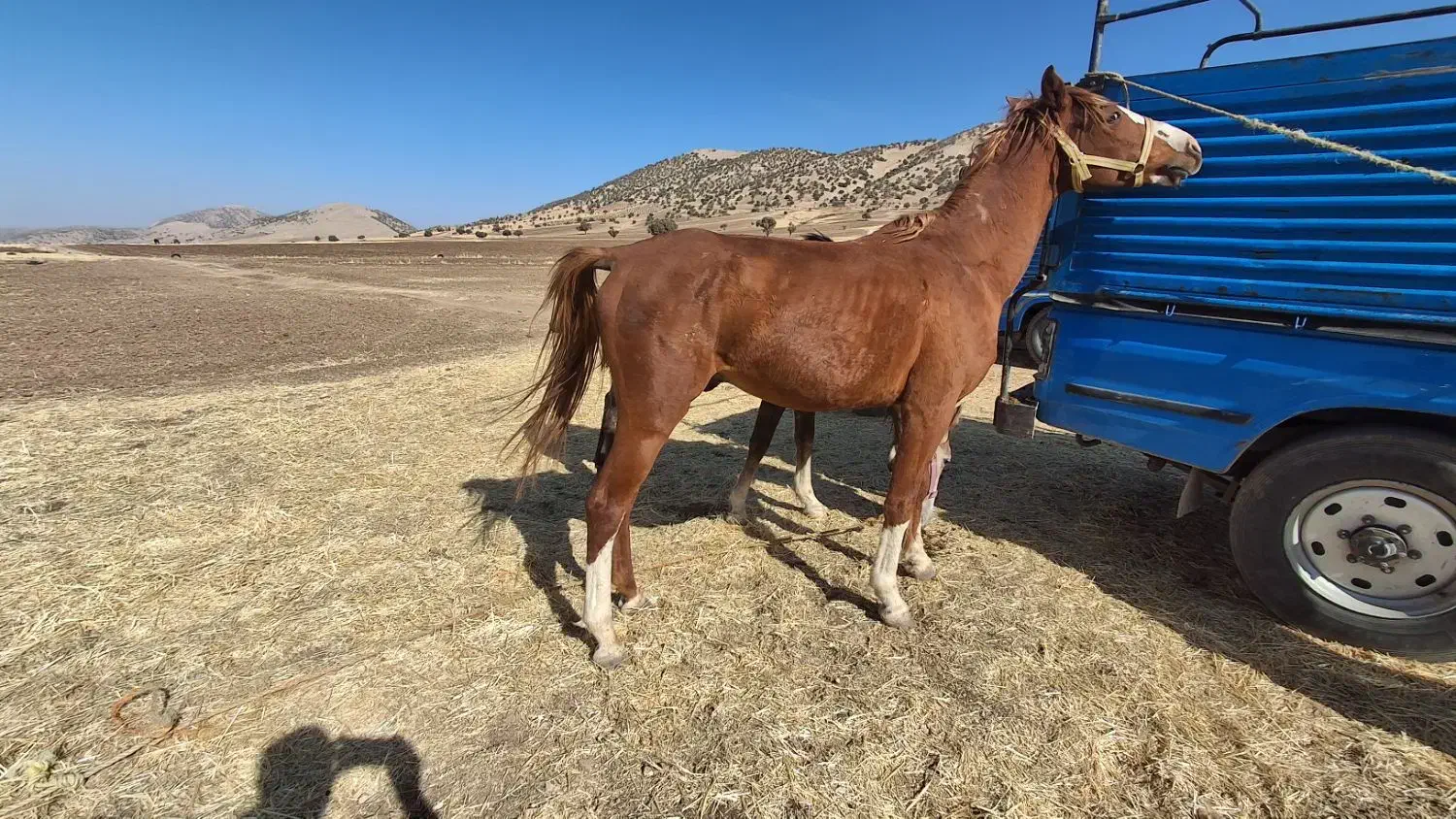 خرید و فروش اسب پالانی باری|اسب و تجهیزات اسبسواری|خرمآباد, |دیوار