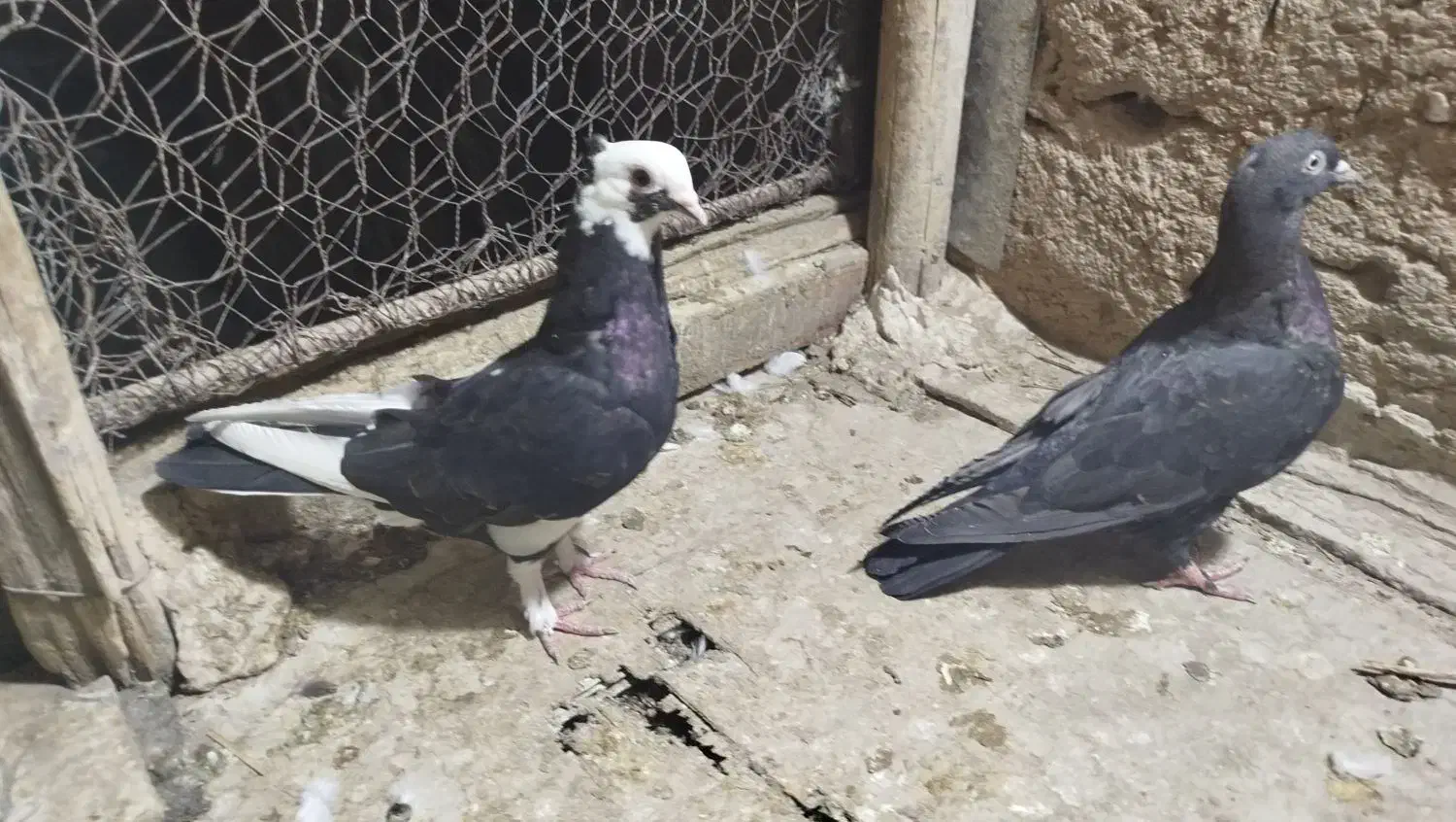 کاد شقشقی وکاکلی. تهرانی|پرنده|ماهیدشت, |دیوار