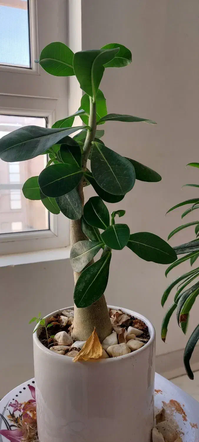 گل طبیعی قیمت مناسب|گل و گیاه طبیعی|شاهرود, |دیوار