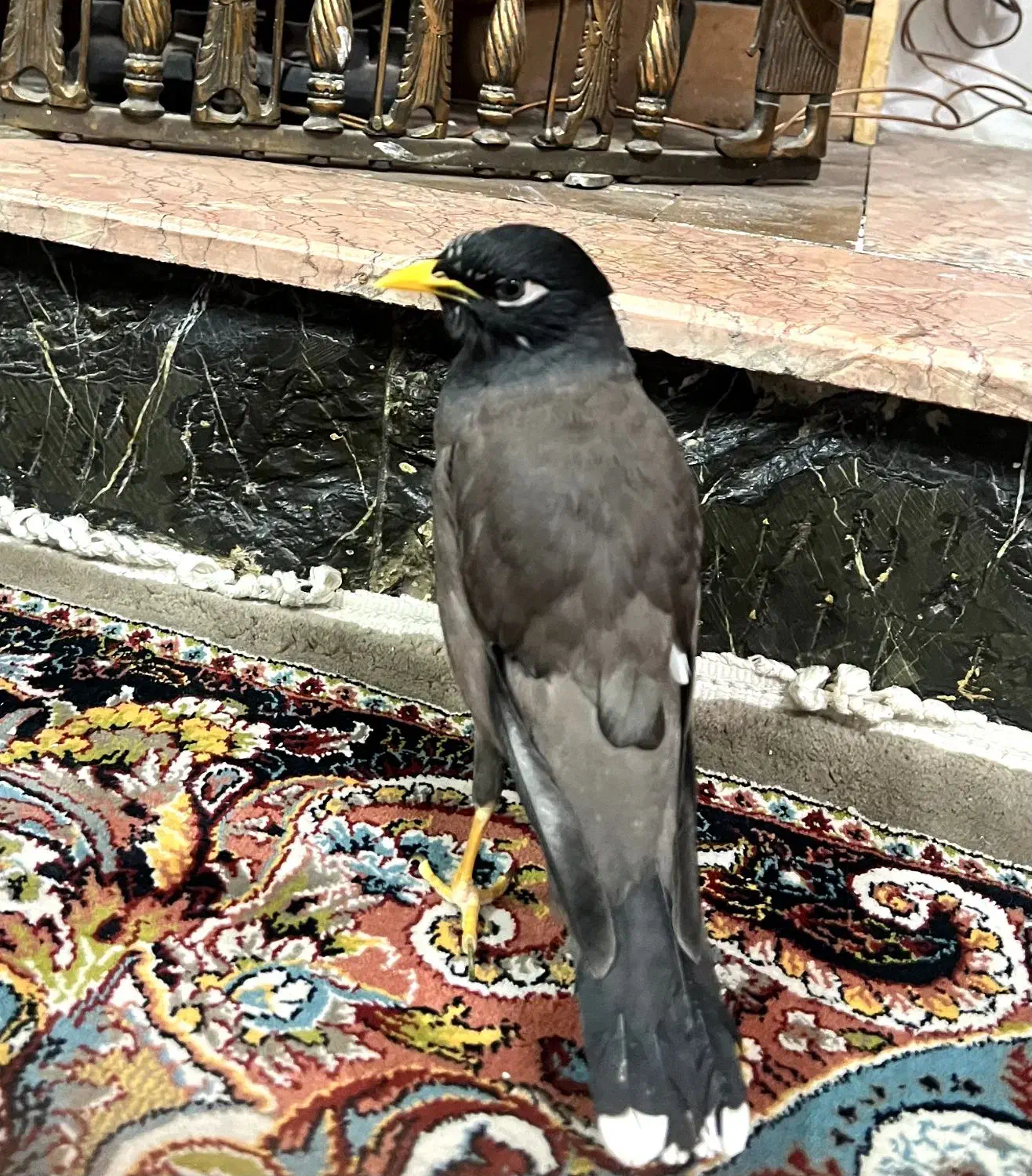 مرغ مینا|پرنده|کرج, شاهین‌ویلا|دیوار