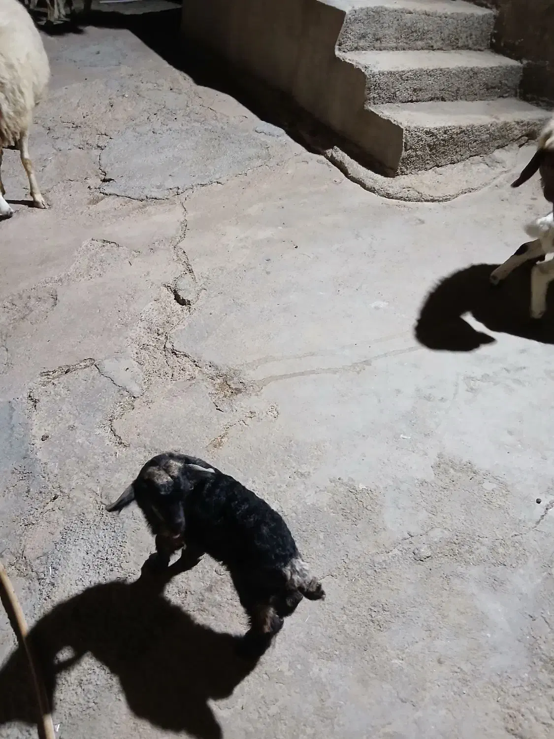 دو عدد بزغاله کوچک شیری خوار بفروش میرسید|حیوانات مزرعه|ایوان, |دیوار