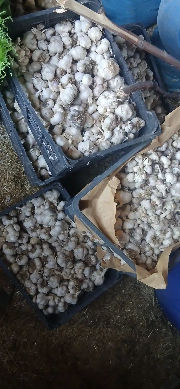 سیر|خوردنی و آشامیدنی|اشترینان, |دیوار