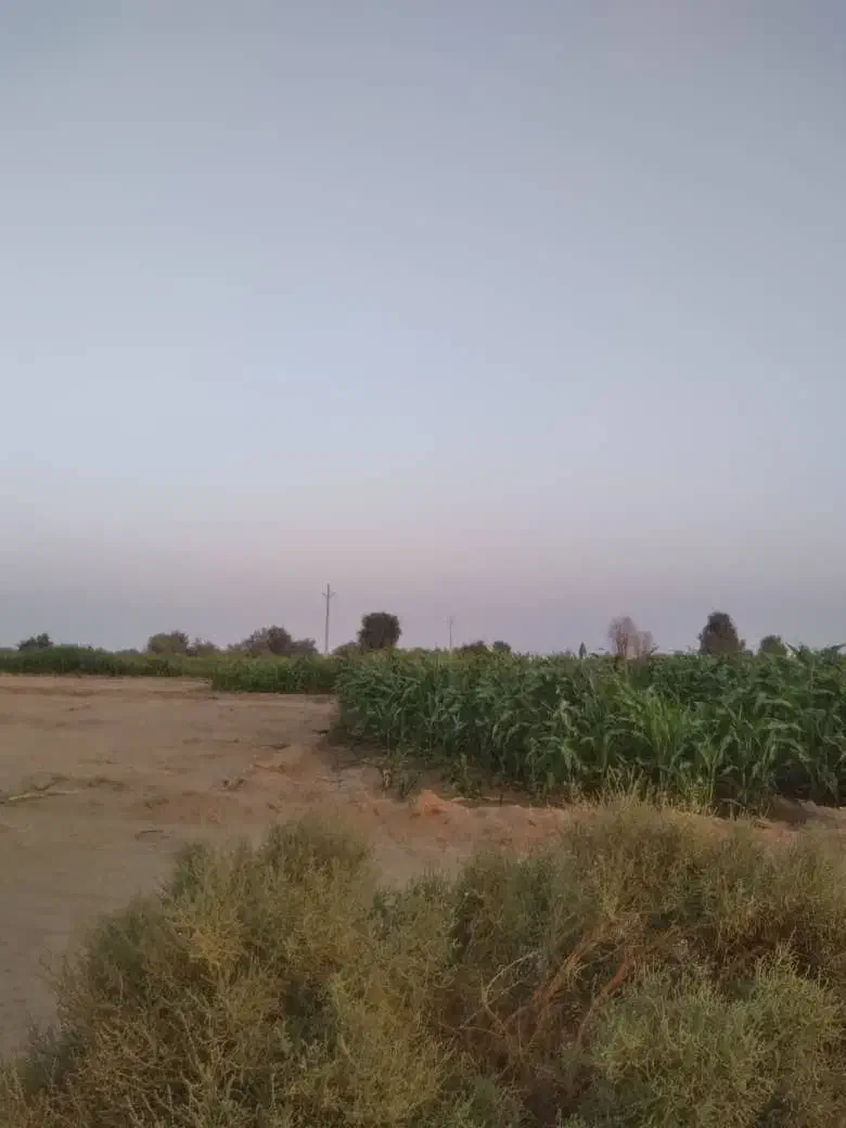 ذرت سبز برای دام|حیوانات مزرعه|بمپور, |دیوار