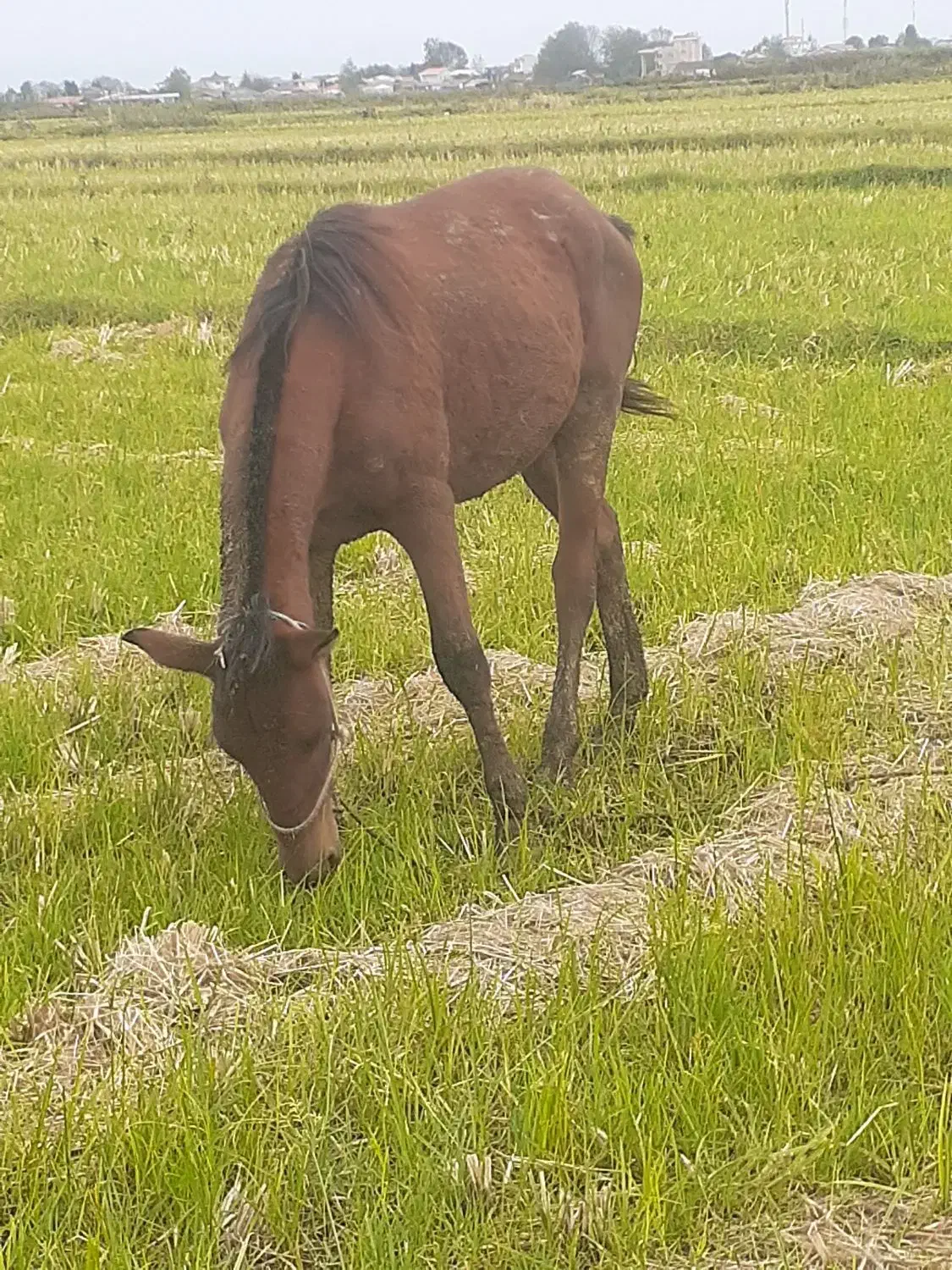 اسب ۲سال سواری|اسب و تجهیزات اسبسواری|چاف و چمخاله, |دیوار