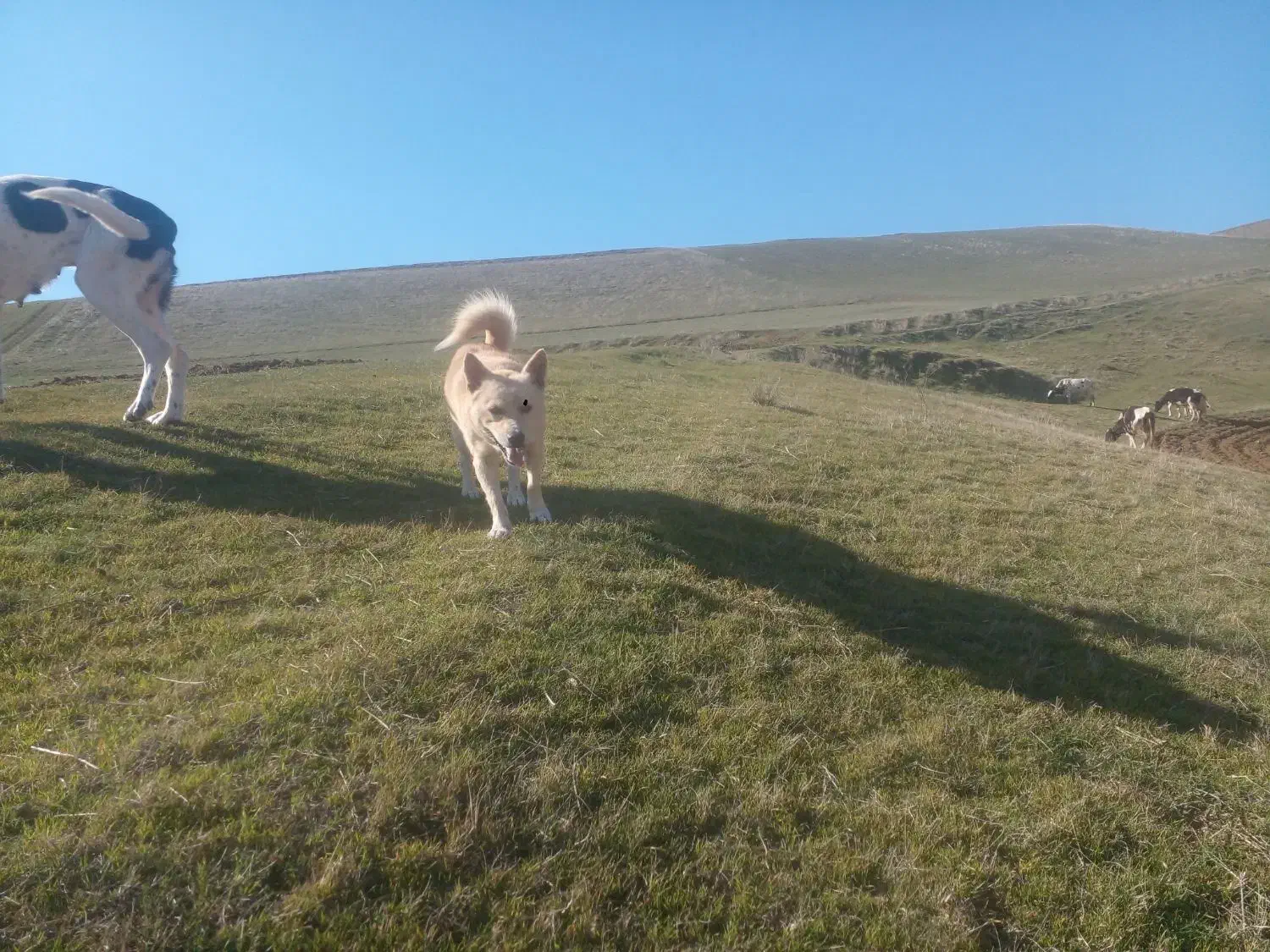 پاکوتاه نر اشپیتز|سگ|بیله سوار, |دیوار