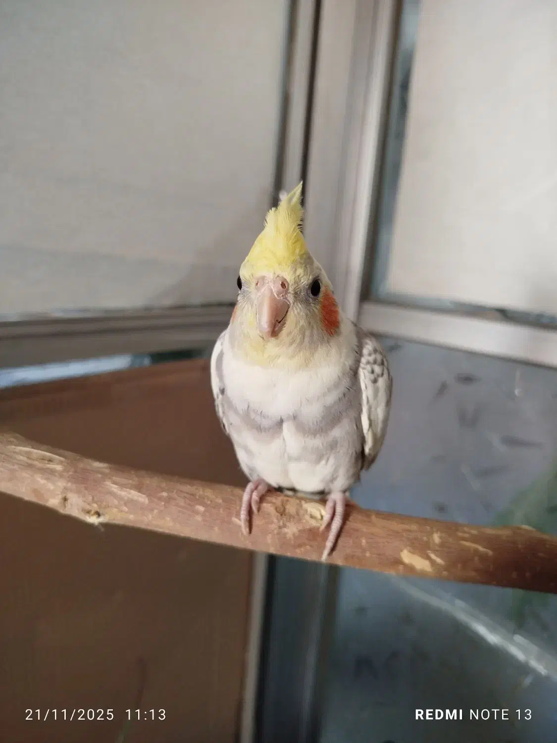 عروس هلندی جوجه|پرنده|یزد, |دیوار