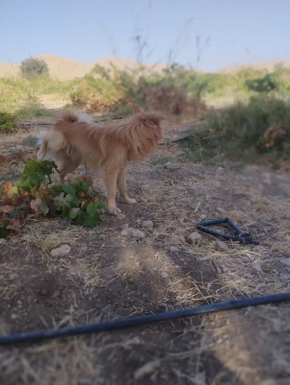 سگ موکا جذاب|سگ|سرپل ذهاب, |دیوار