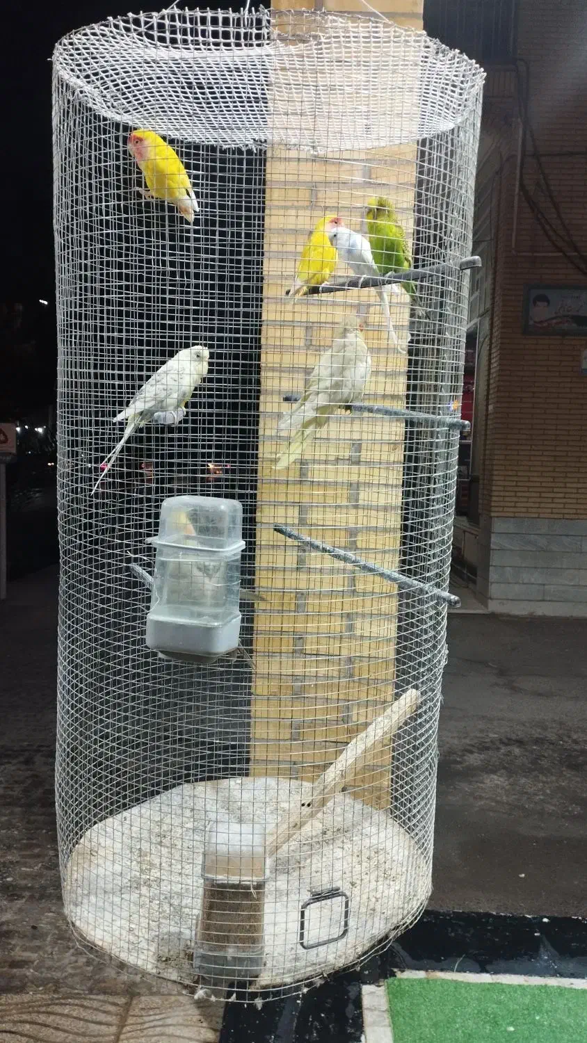 عروس،کوتوله،مرغعشق|پرنده|اردکان, |دیوار