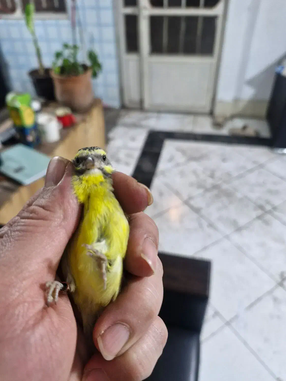 یاسمین ماده سهره قناری فنچ|پرنده|تهران, سردارجنگل|دیوار