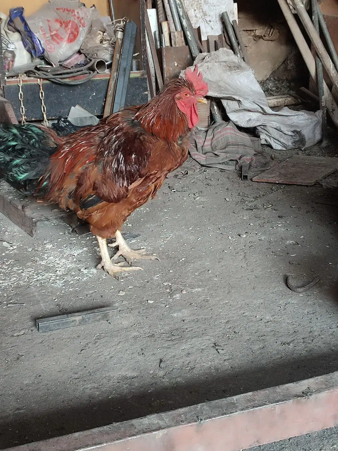 خروس|حیوانات مزرعه|قم, یزدانشهر|دیوار