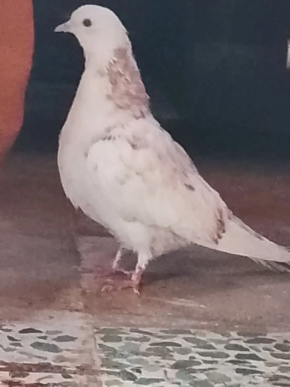 کبوتر|پرنده|جوادآباد, |دیوار