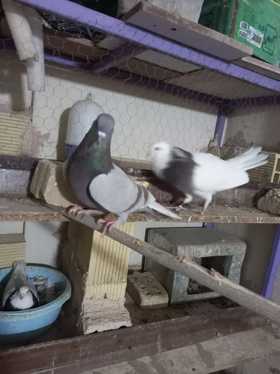 کبوتر پیس مسجدی|پرنده|برخوار, |دیوار