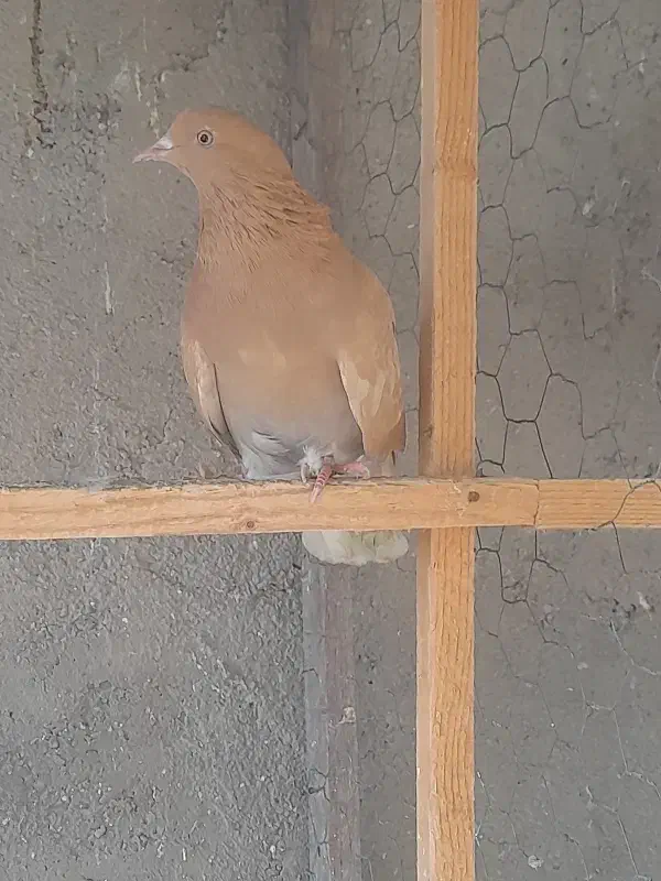 کبوتر پروازی|پرنده|فومن, |دیوار