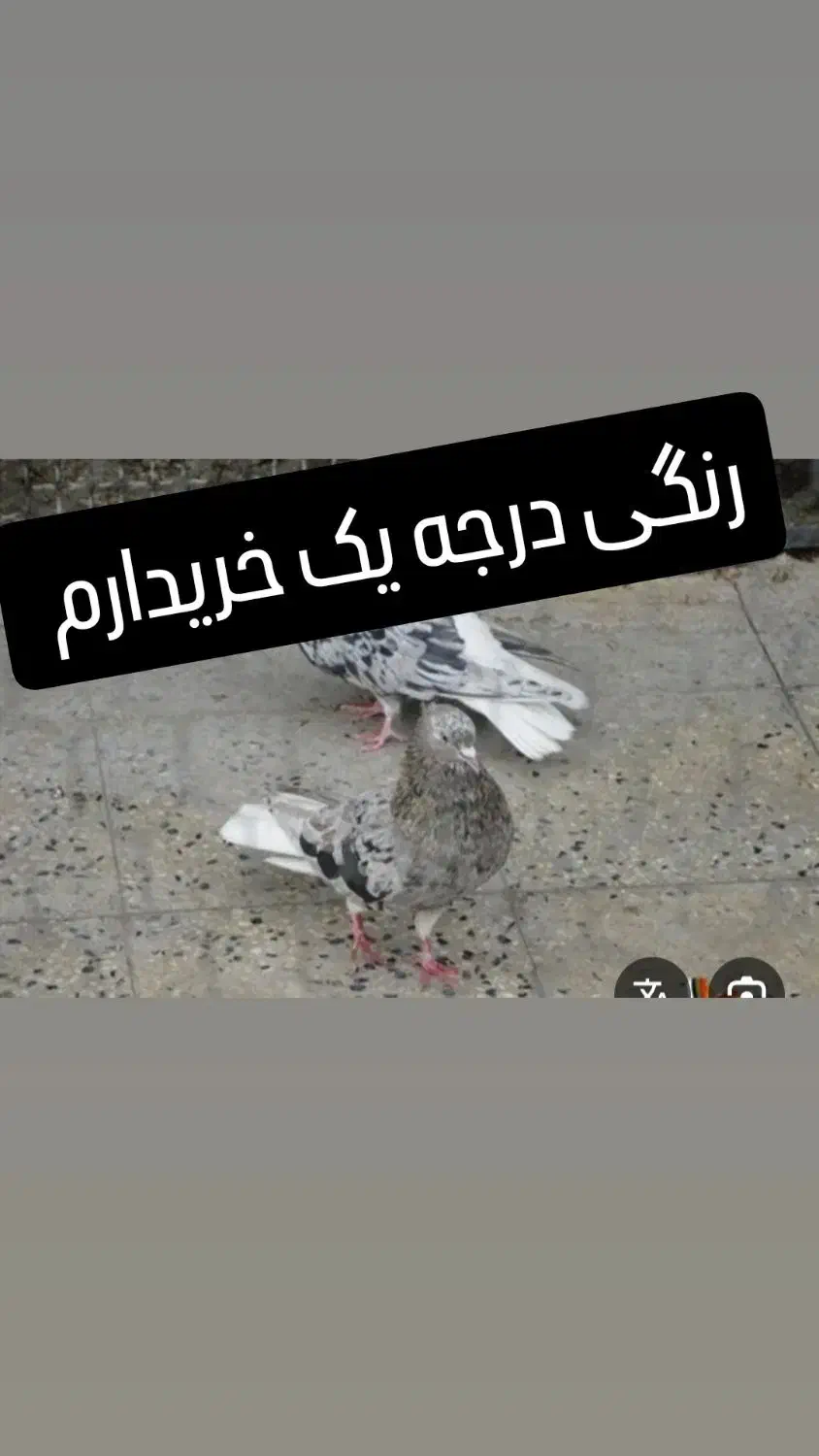 رنگی|پرنده|شوشتر, |دیوار