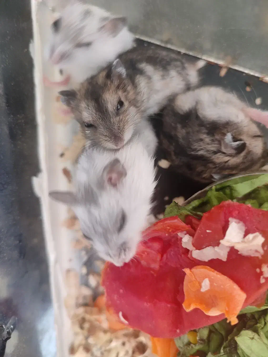 همستر کمپل|موش و خرگوش|تبریز, |دیوار