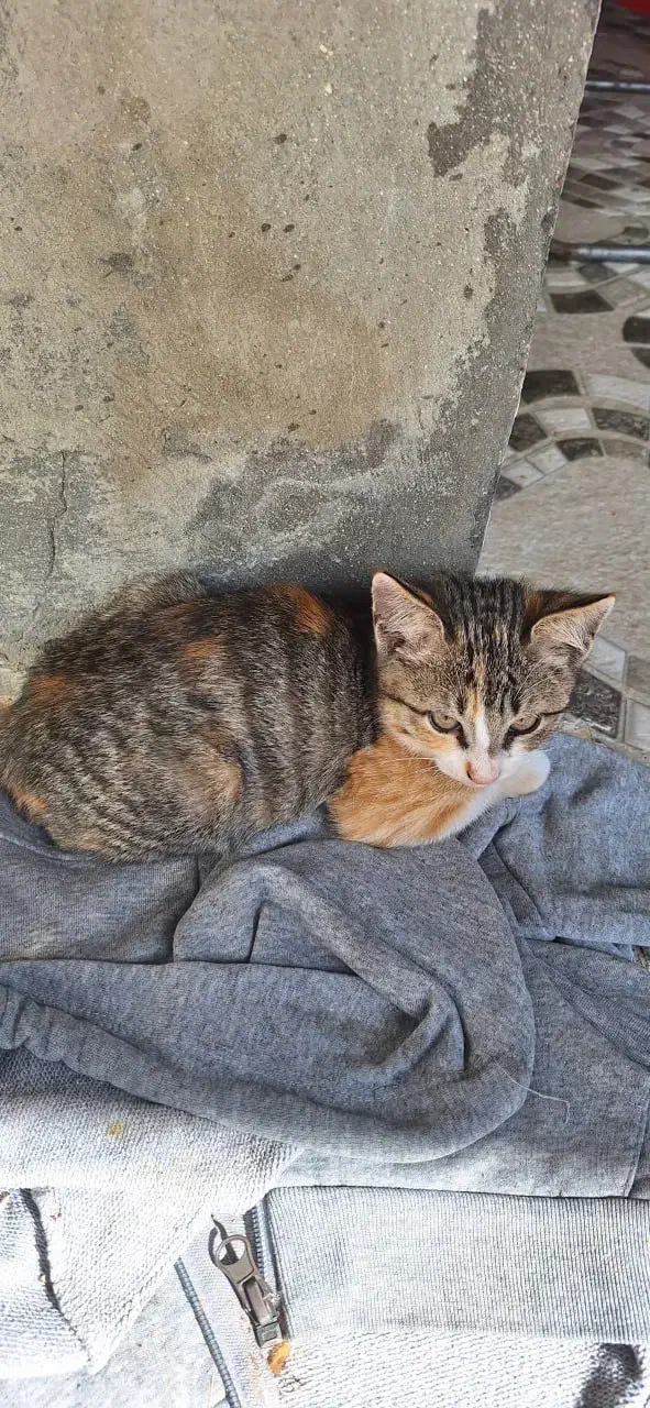 واگذاری گربه|گربه|زرگرشهر, |دیوار