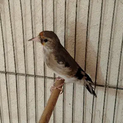 ماده سهره کار داده|پرنده|کرمان, |دیوار