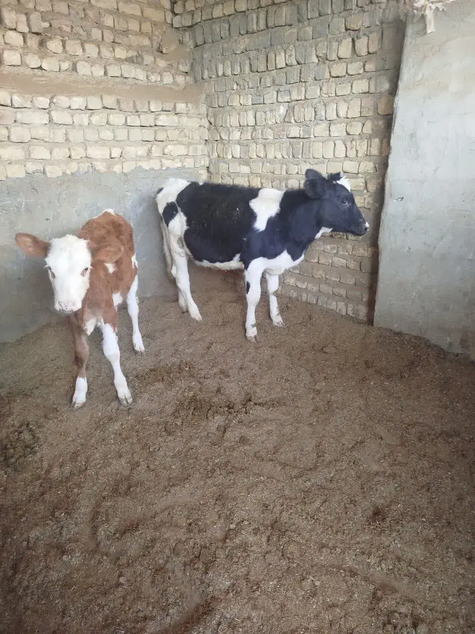 دو راس گوساله ماده سیمنتال ودورگ|حیوانات مزرعه|جعفرآباد, |دیوار