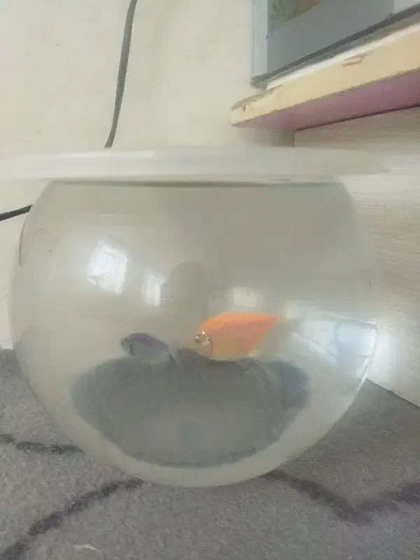 ماهی|ماهی|اردبیل, |دیوار