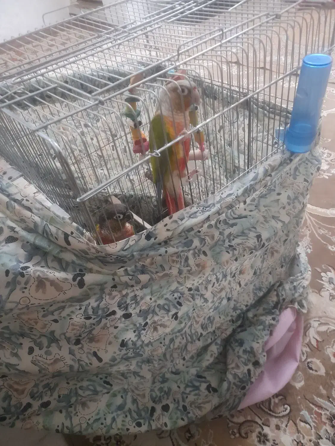 یک جفت گرینچیک سخنگو.رقاص.|پرنده|قزوین, |دیوار