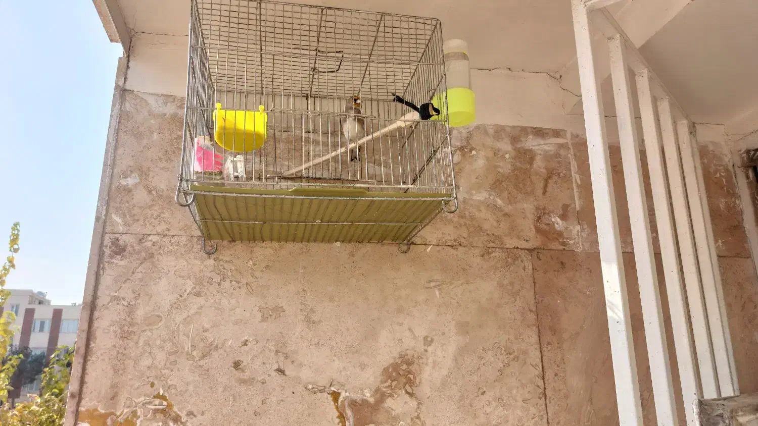 پرنده|پرنده|اسلامشهر, شهرک قائمیه|دیوار