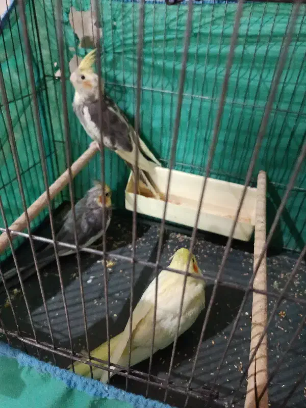 عروس هلندی|پرنده|قم, شهرک مهدیه (مدرس)|دیوار