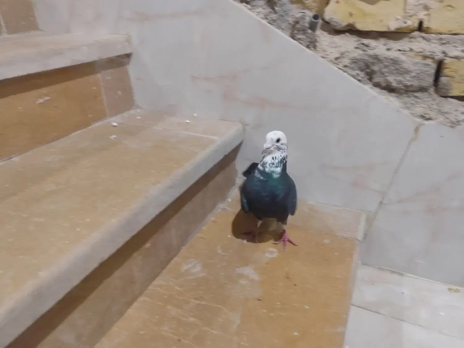 کفتر غزه سیاه|پرنده|شیراز, دکتر حسابی|دیوار