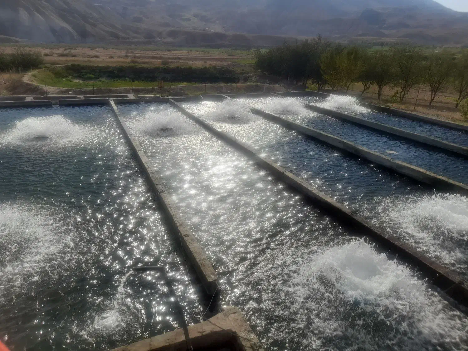 فروش پرورش ماهی|فروش دفتر صنعتی، کشاورزی، تجاری|ماهنشان, |دیوار