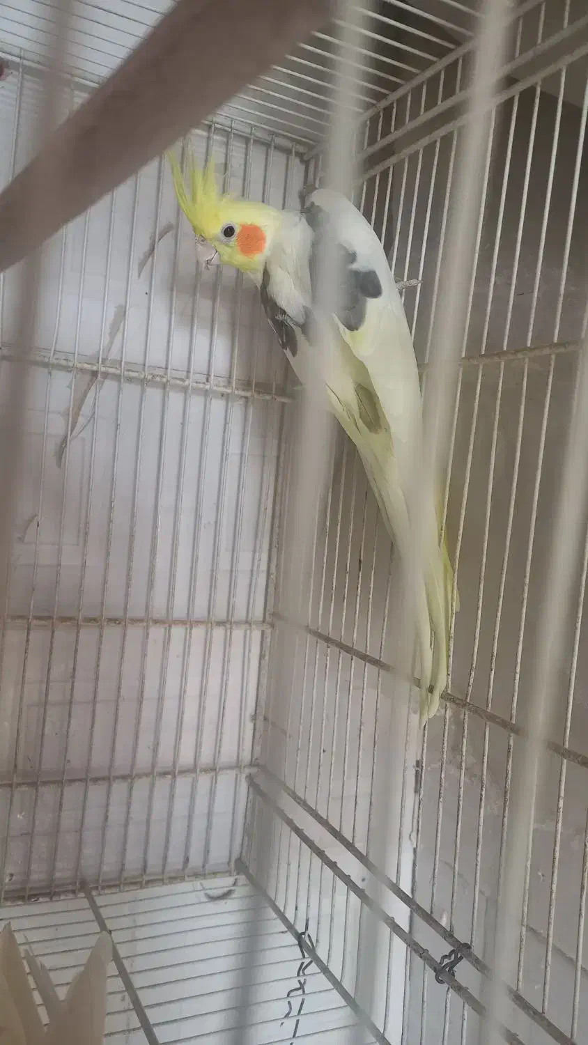 جفتعروسهلندیکاردادهششتخم|پرنده|بردسکن, |دیوار