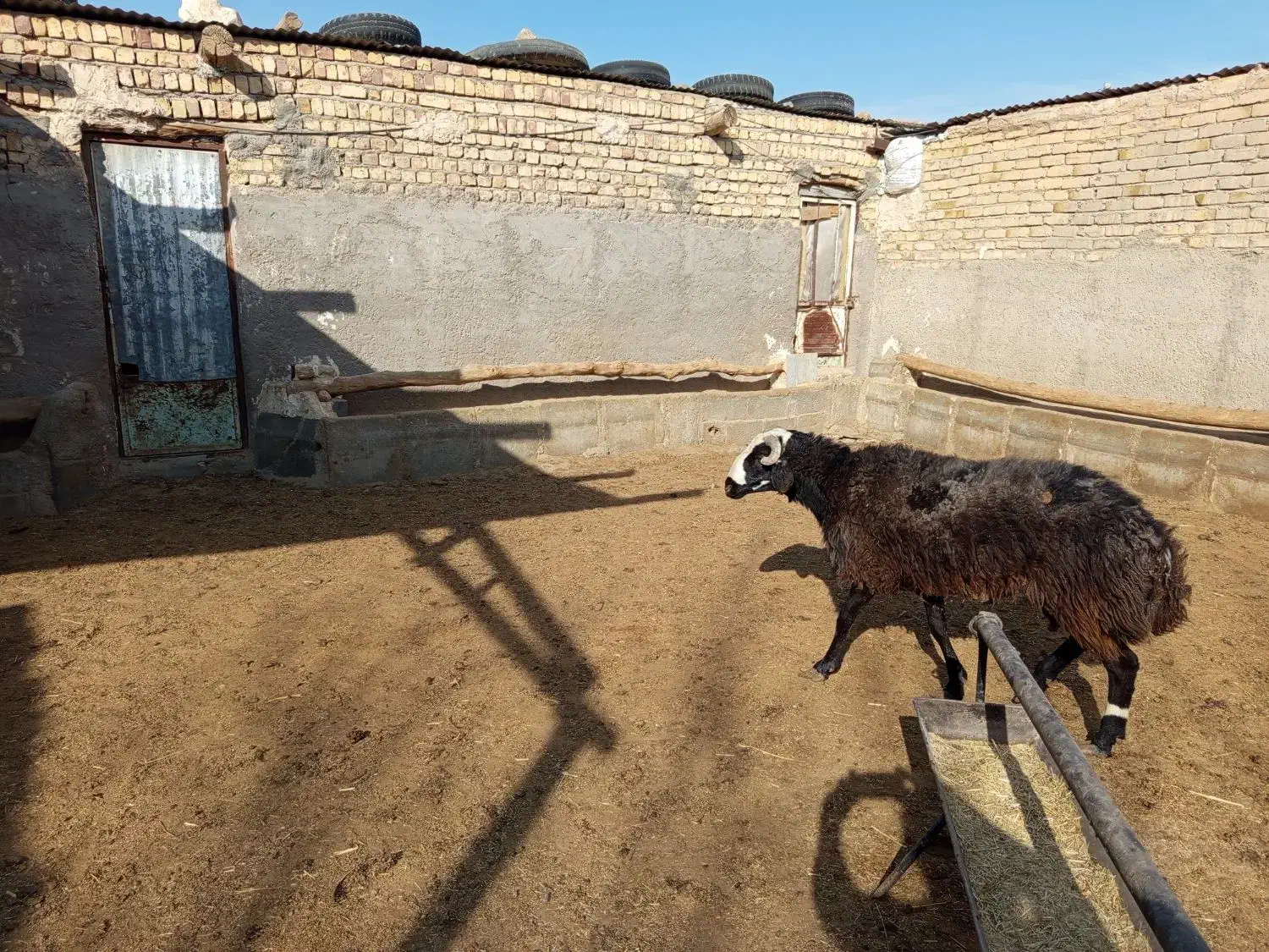 قوچ جوان|حیوانات مزرعه|سلفچگان, |دیوار