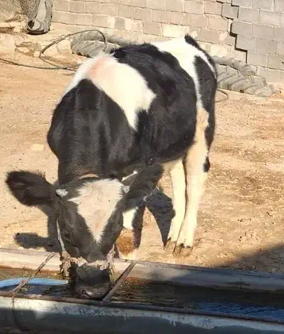 گوساله ۵ ماه .وزن گوساله تقریبا دویست پنجا کیلو|حیوانات مزرعه|اندیمشک, |دیوار