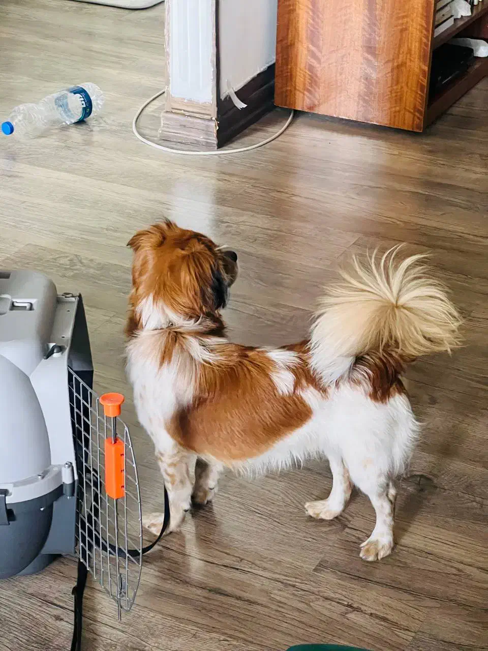 واگذاری سگ شناسنامه دار|سگ|مهاباد (آذربایجان غربی), |دیوار