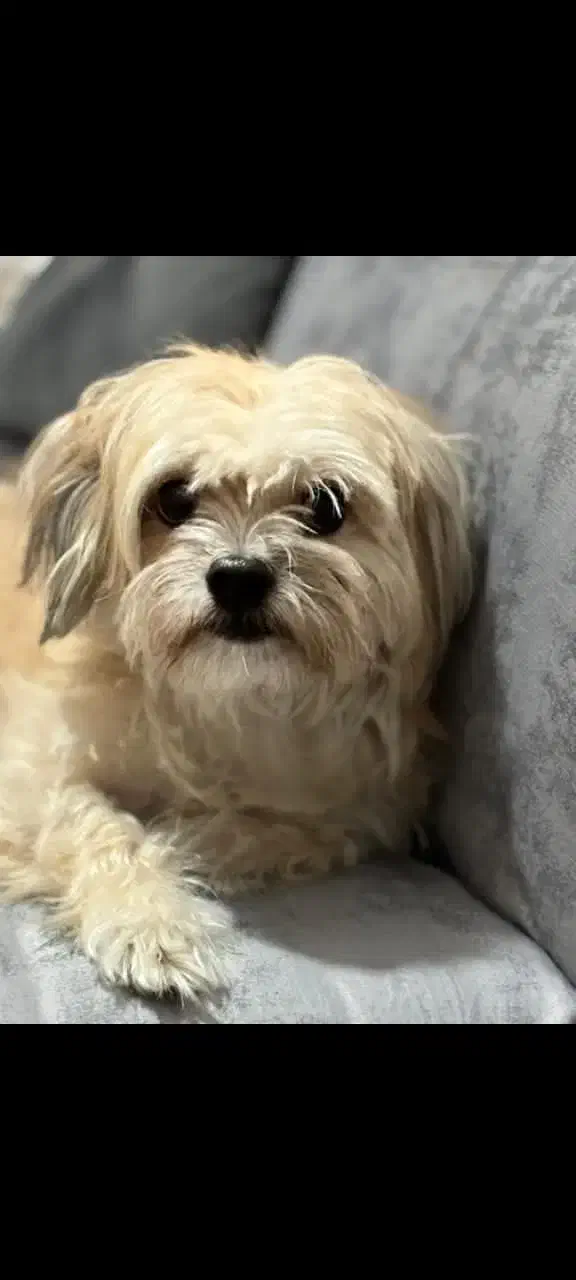 نگهداری از حیوان های خانگی شما|خدمات پیشه و مهارت|فردیس, شهرک ناز|دیوار