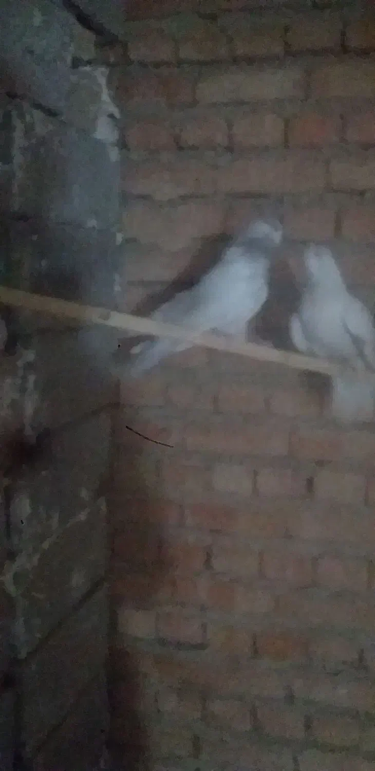 کبوتر|پرنده|دلبران, |دیوار