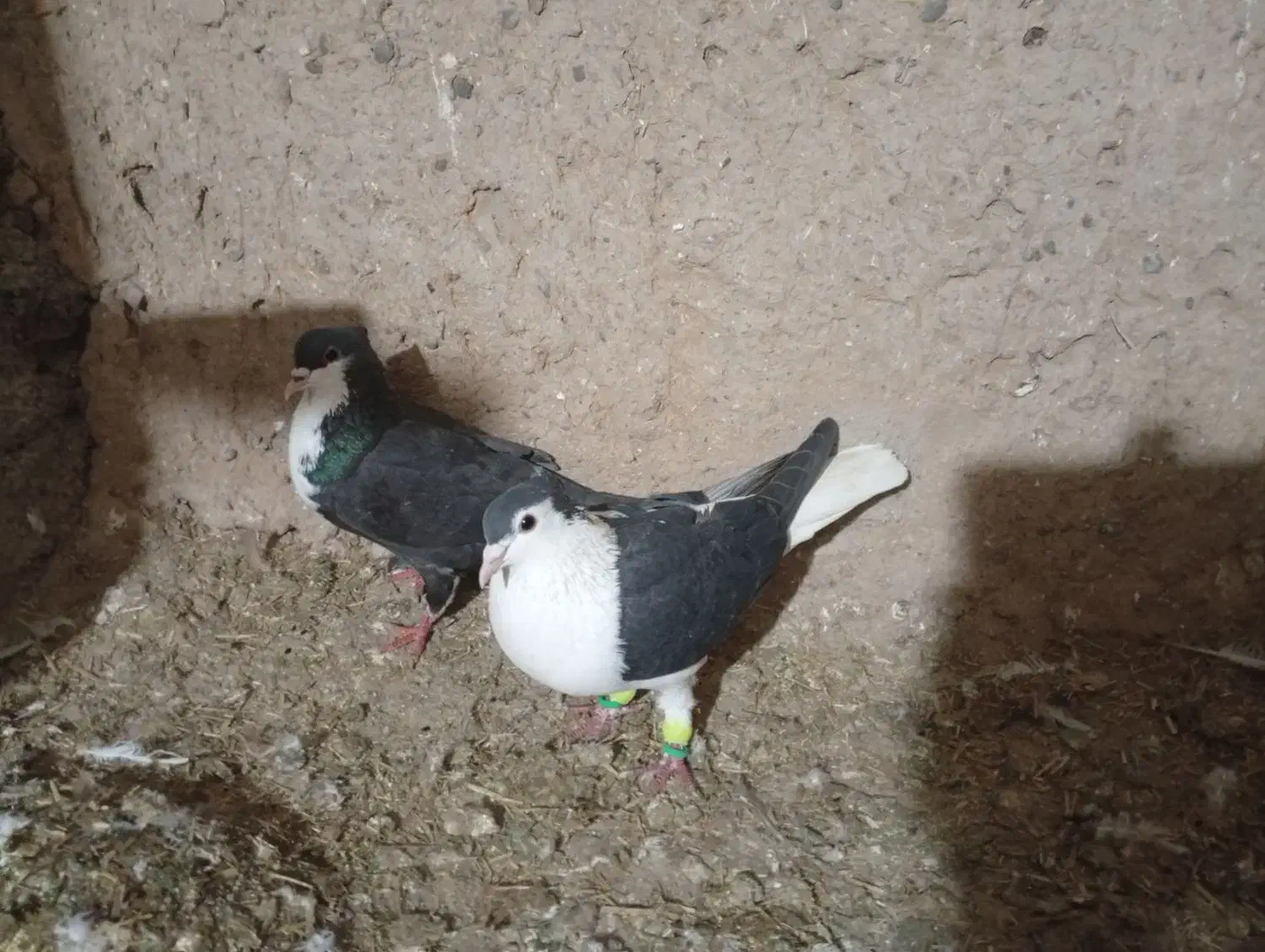 کبوتر رنگه|پرنده|شیروان (خراسان), |دیوار