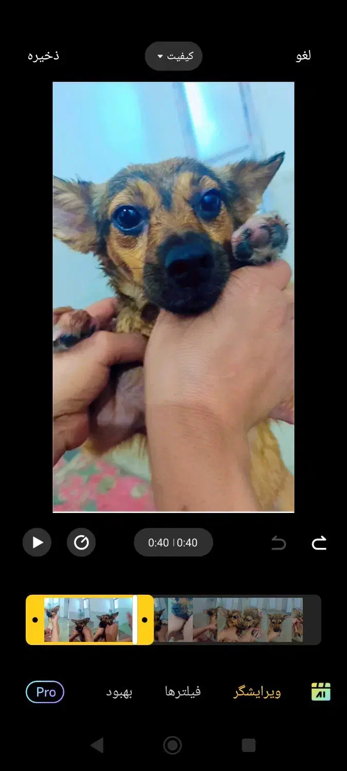 سگه گمشده|سگ|جیرفت, |دیوار