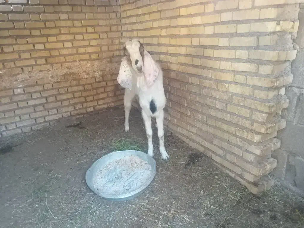 خوزستان شادگان خروسی شمالی|حیوانات مزرعه|شادگان, |دیوار