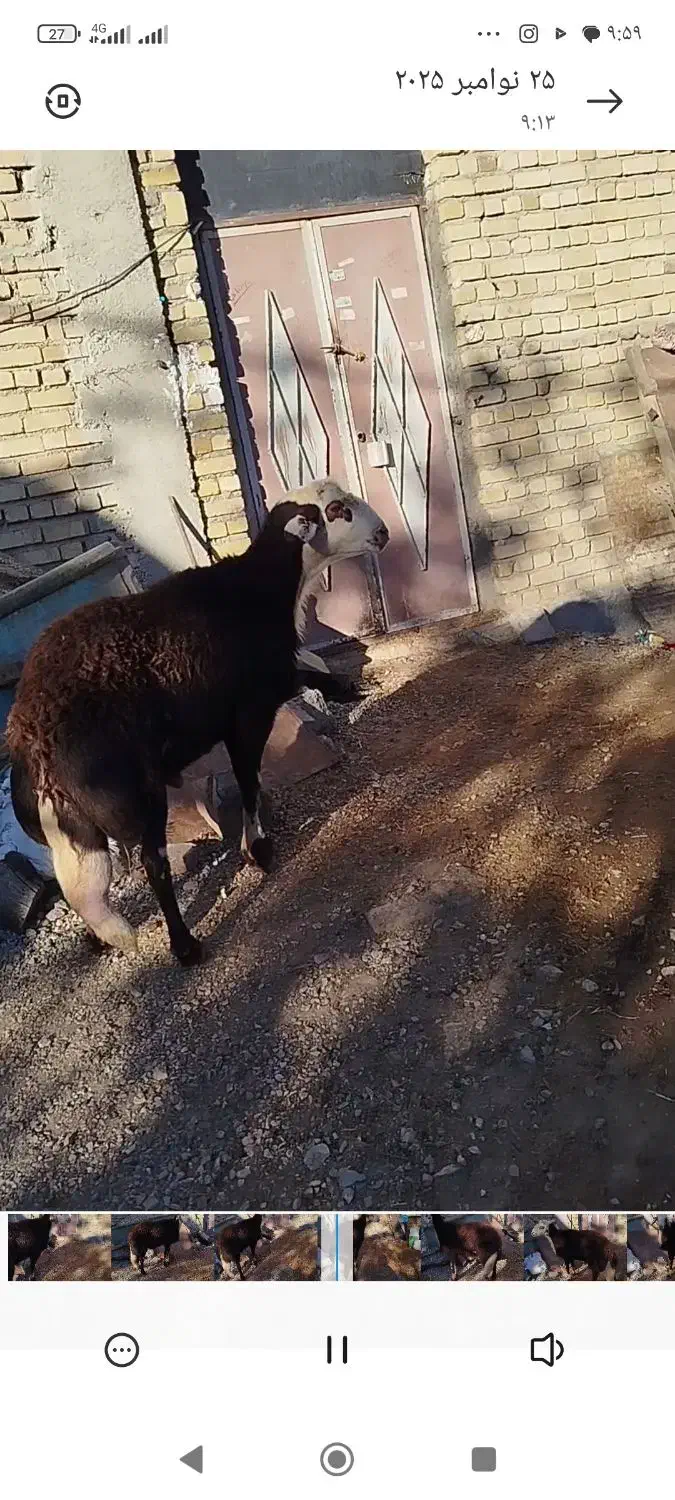 قوچ افشاری اصل نژاد پر خون بشرط|حیوانات مزرعه|شیروان (لرستان), |دیوار