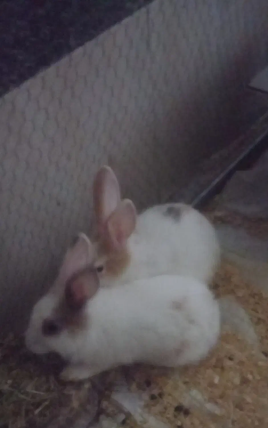 خرگوش سفید سه ماهه از جویبار|موش و خرگوش|آکند, |دیوار